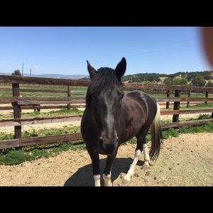 Meet your Posher, Joe